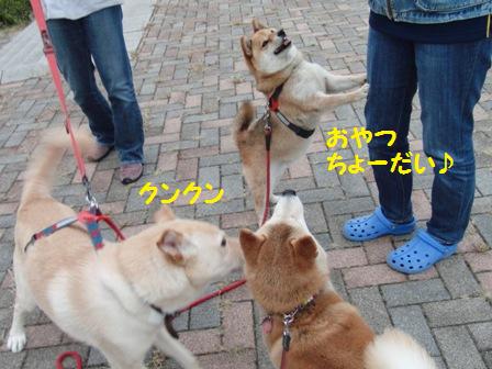 クンクン