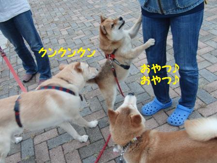 クンクンクン
