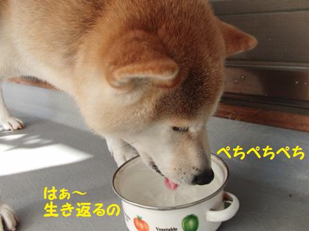 ぺちぺち