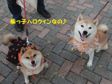 柴っ子