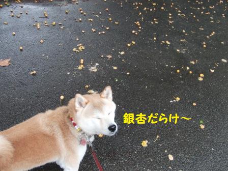 銀杏
