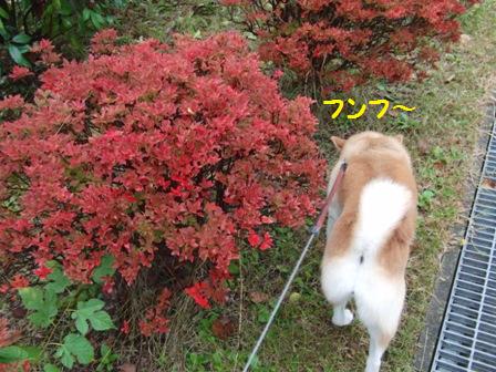 ドウダンツツジ