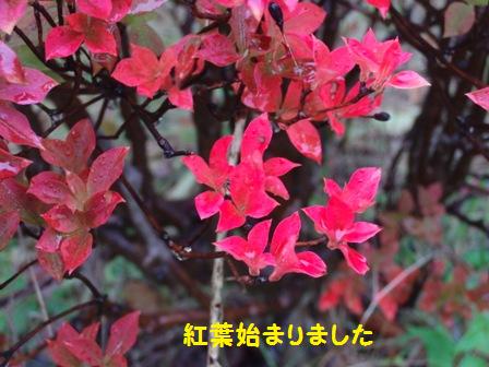 紅葉