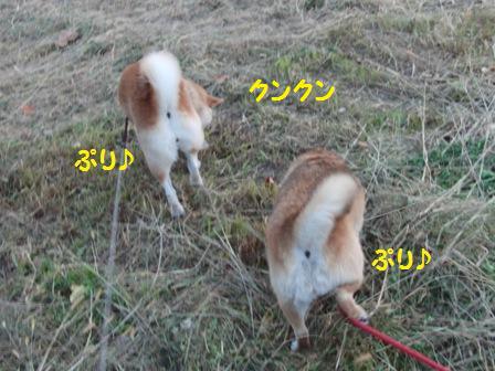 プリプリ