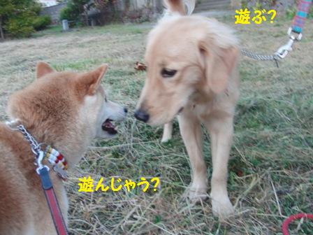 遊ぶ?
