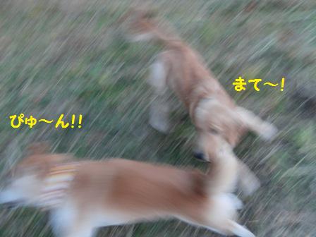 ぴゅ~ん
