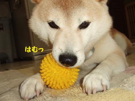 はむっ
