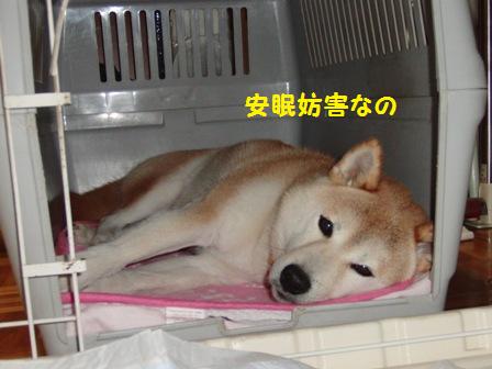 ハウス