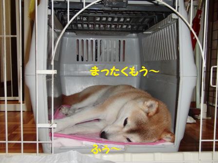 ハウス