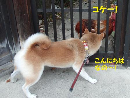 ニワトリ