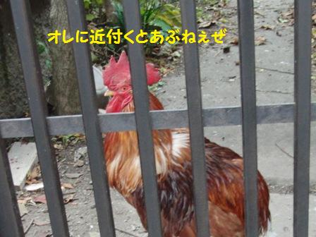 あぶないぜ