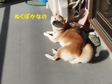 ぬくぽか