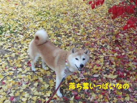 落ち葉
