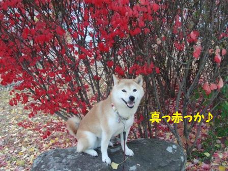 真っ赤っか