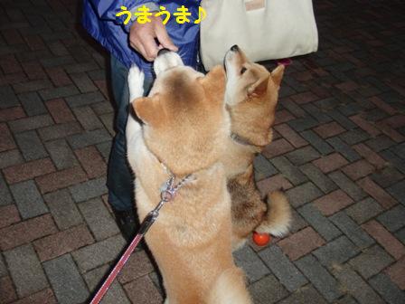うまうま