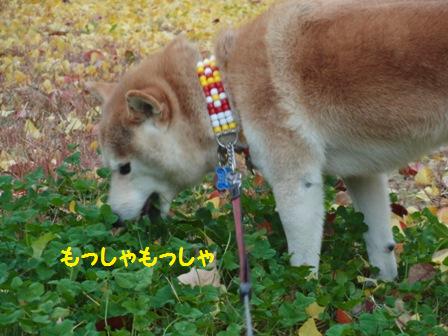 もっしゃもっしゃ