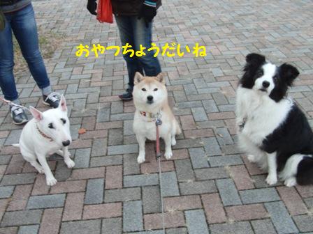 3わんこ