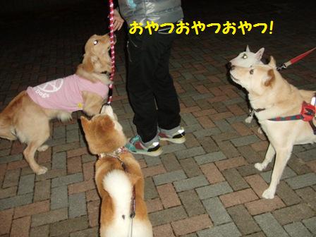 ハルちゃん