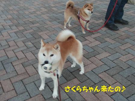 さくらちゃん