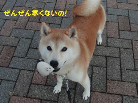 寒くない