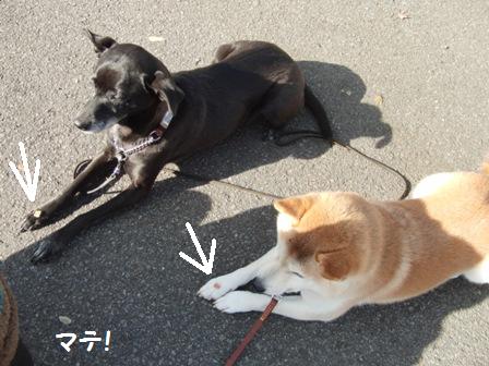 マテ