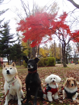 紅葉とわんこ