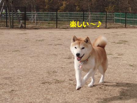 楽しい