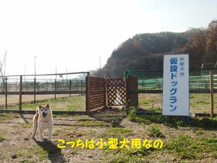 小型犬用