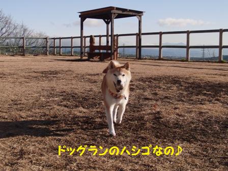 ドッグランのハシゴ