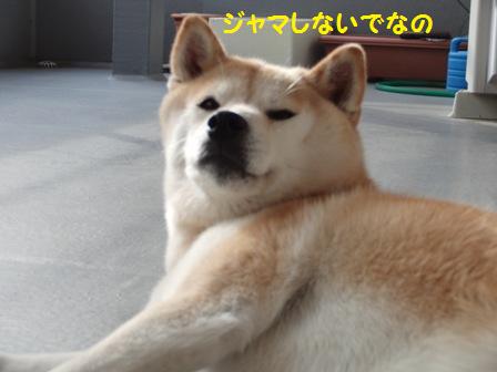ジャマしないで