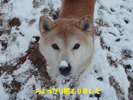 積もりました