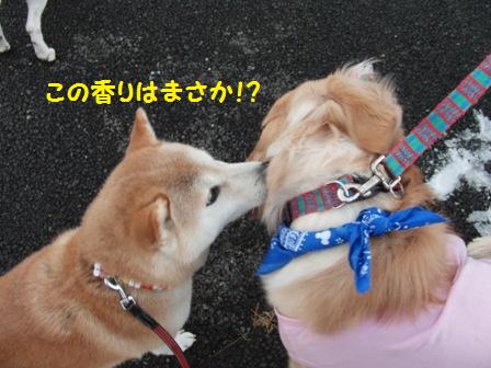 この香り