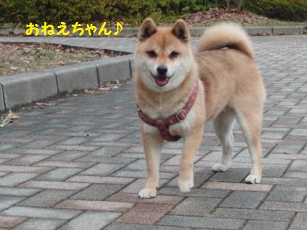 さくらちゃん