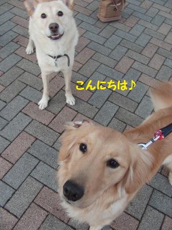 もんどとハル