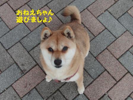 さくら