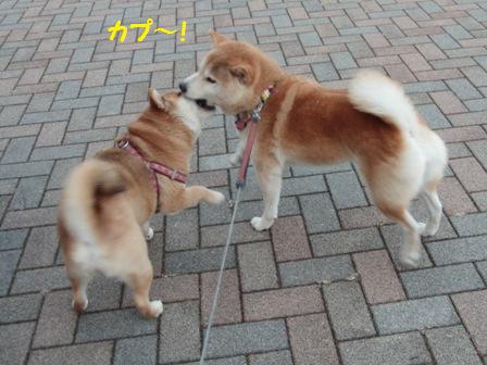 カプ