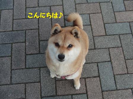 さくら