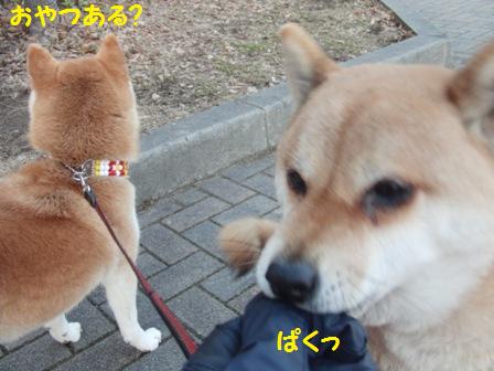 ぱく