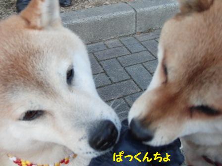 ぱっくんちょ