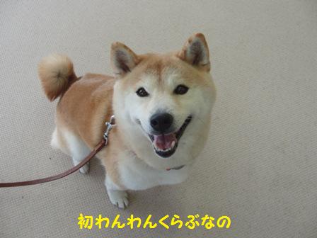 わんわんくらぶ
