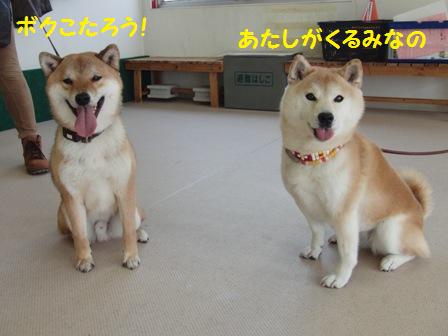 どっちでしょう?