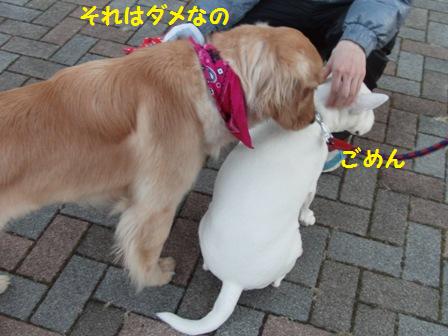 ダメ