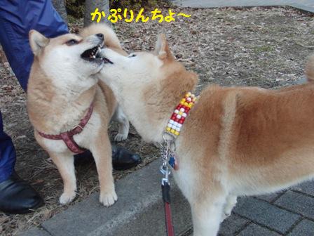 かぷり