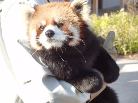 レッサーパンダ