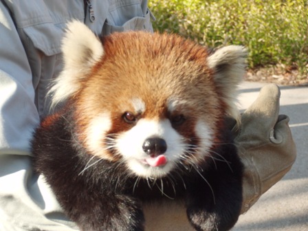 レッサーパンダ