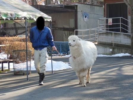アルパカ