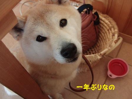 一年ぶり