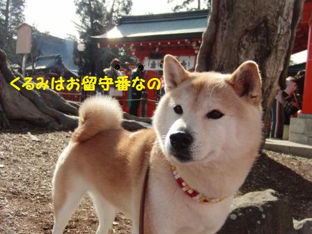 お留守番