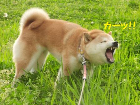 かーっ!!