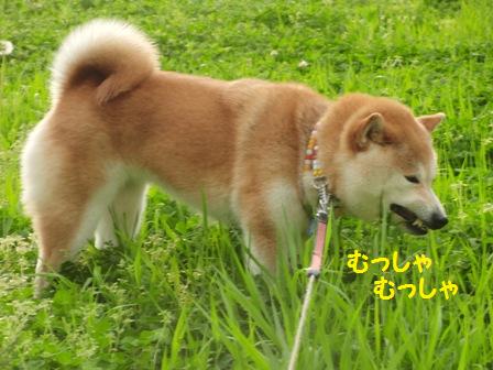 もっしゃもっしゃ